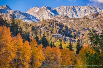 North Lake Aspens