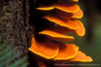 Chicken of The Wood