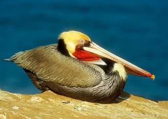 California Brown Pelican In Breeding Plumage