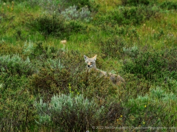 Coyote in the Sage