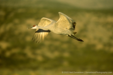 Sandhill Crane On Approach