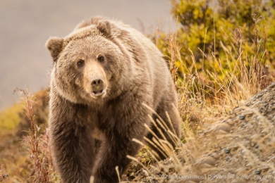 Grizzly