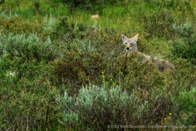 Coyote in the Sage